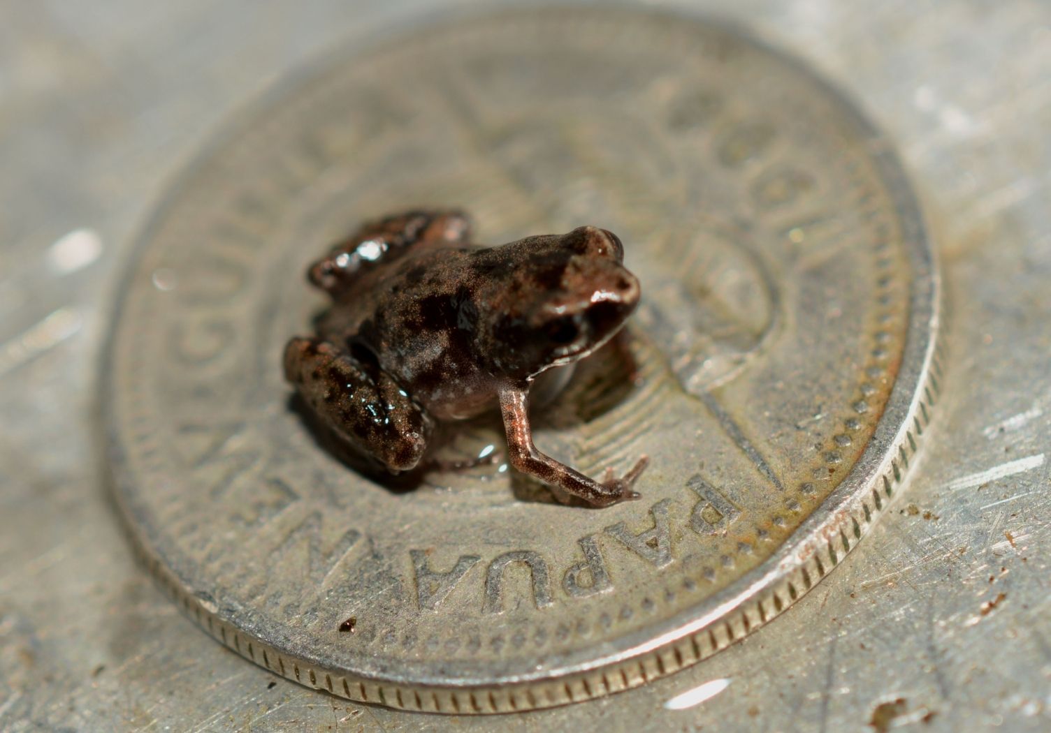A tiny brown frog sitting on the centre of a small coin to show it's minute size to scale.