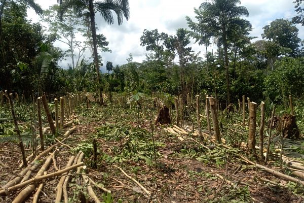 Deforestation - Forest clearing for farming