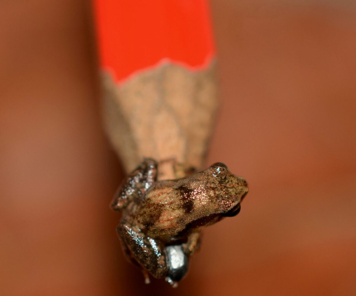 A tiny frog clings to the nib of a pencil.