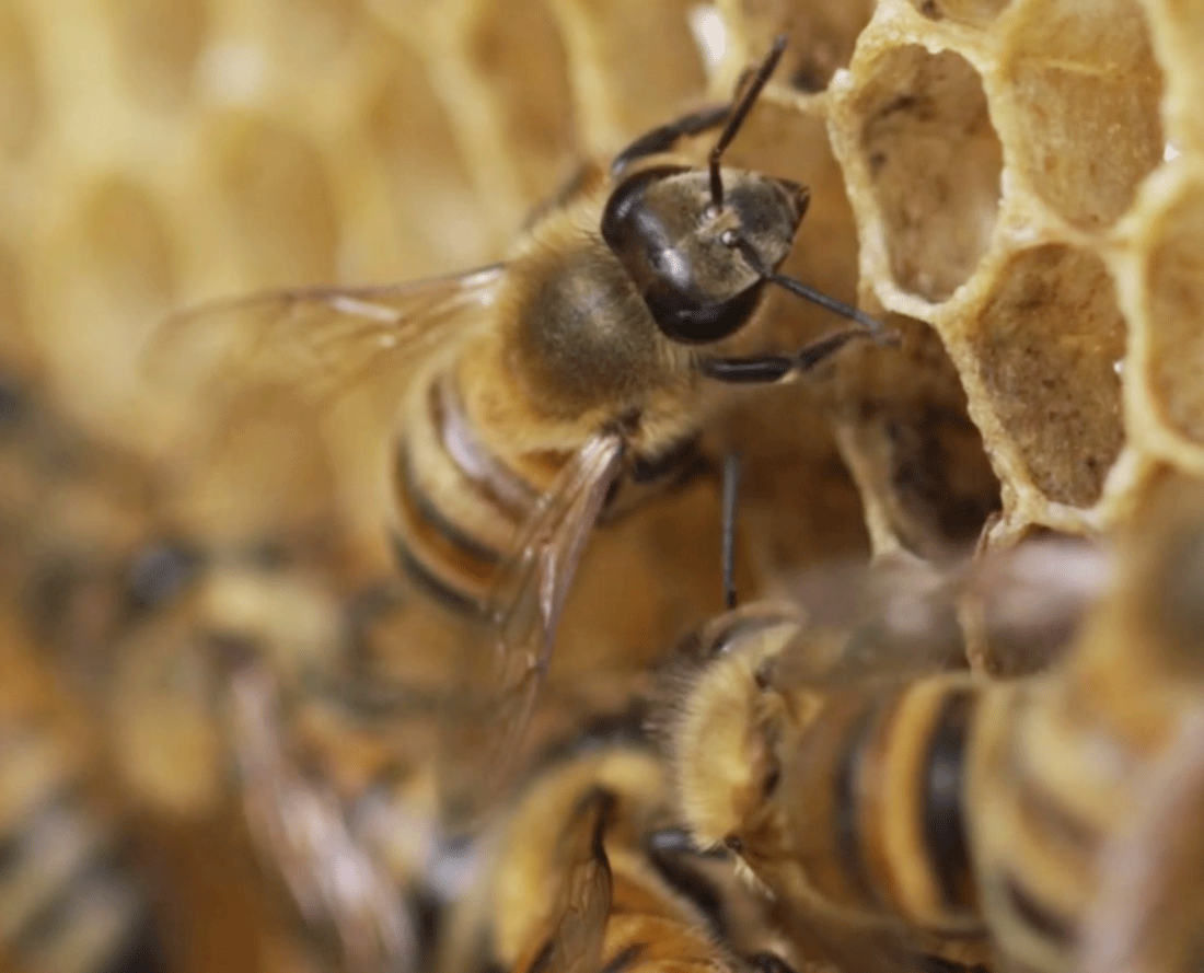 Bees, the smallest, very important members of our Mozambique partnership.