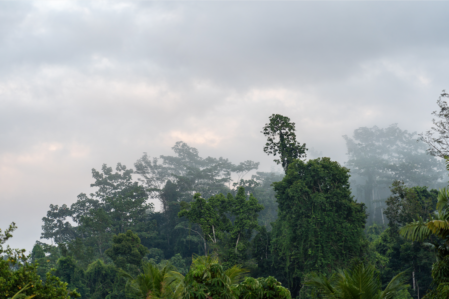 Overlooking the rainforest canopy