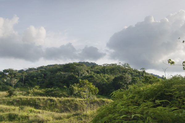 Forest stretching up over a hill, a sky scattered with grey clouds hangs over.