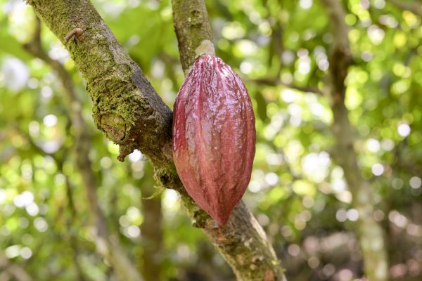 Large reddish pink cacao pod