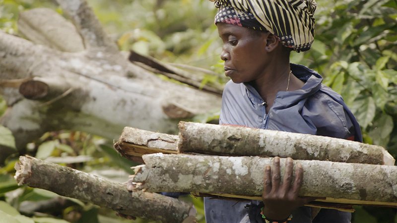 Woman carrying firewood collected from the rainforest