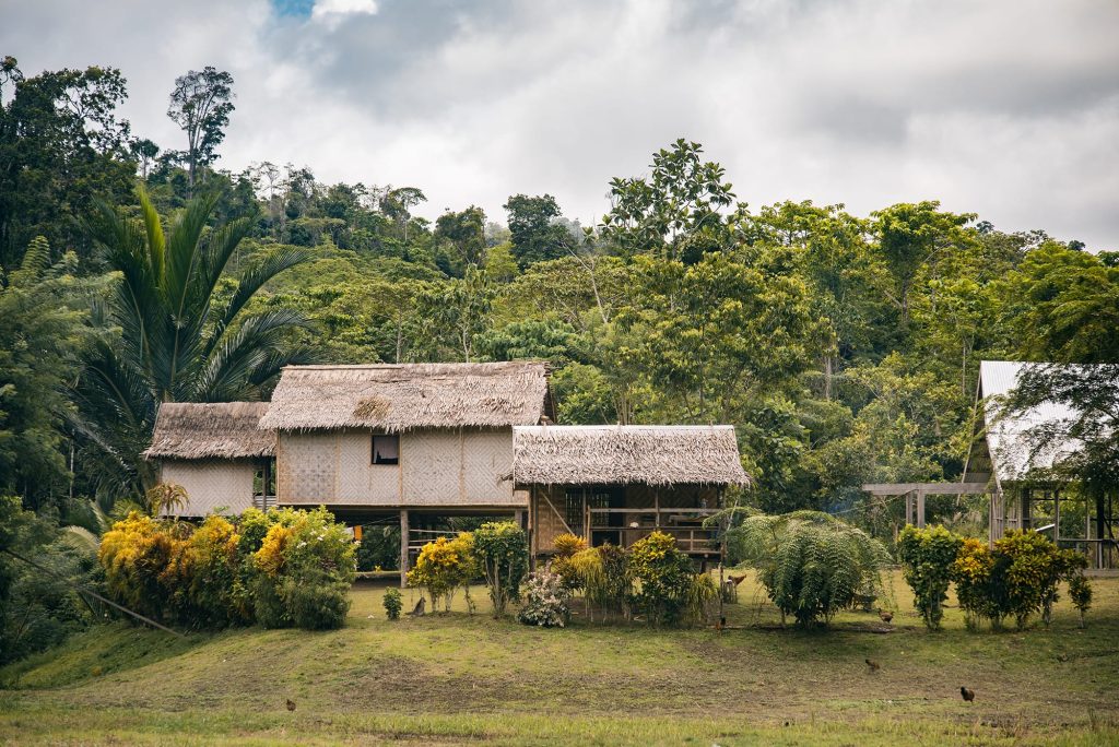 In a rainforest clearing houses on stilts with grass roofs, the rainforest looms up behind. Chickens forage on the grass.