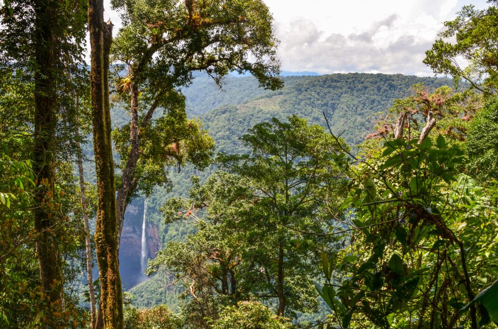 Large green rainforest trees up close, there is a clearing between the trees opening up to the wider Peruvian Amazon behind