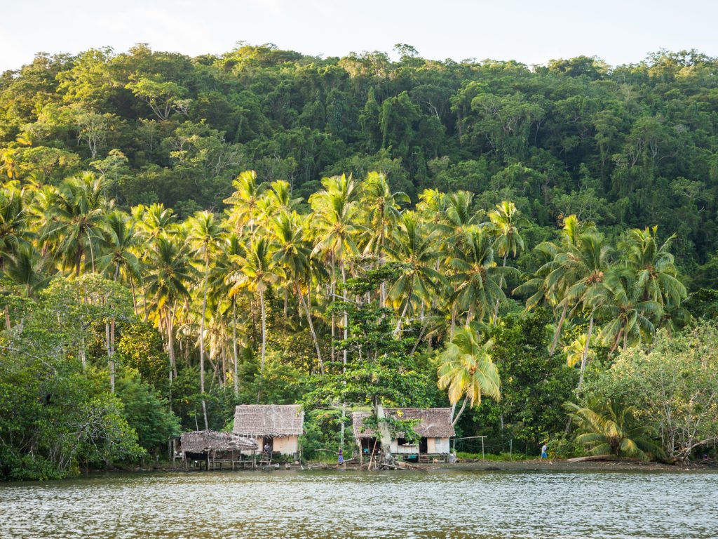 Houses on ocean front, with tall palm trees behind and rainforest behind them in Papua New Guinea