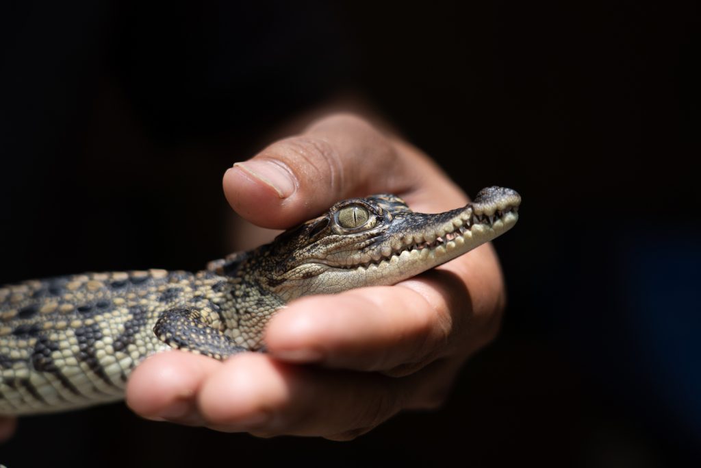 Juvenile crocodile being held in the hand of a warden.