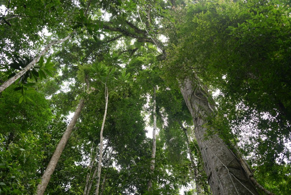 Looking up into the forest canopy, large tree trucks lead up to green leafy canopy with patches of sky breaking though