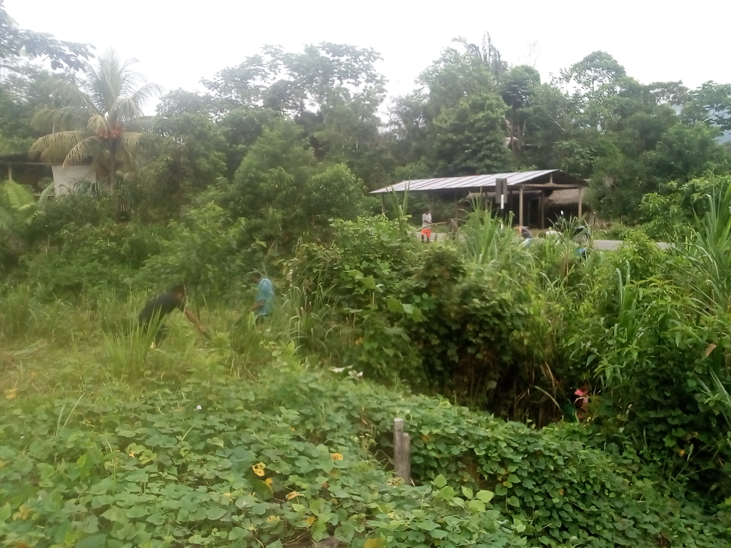 two men work in dense green vegetation with rainforest in the background