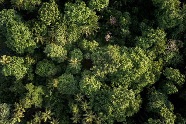 looking down on the top of the green rainforest canopy