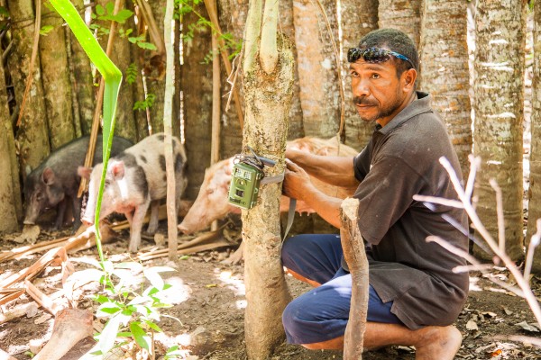 a man ties a small green camera trap to a tree, behind him 3 pigs hang out