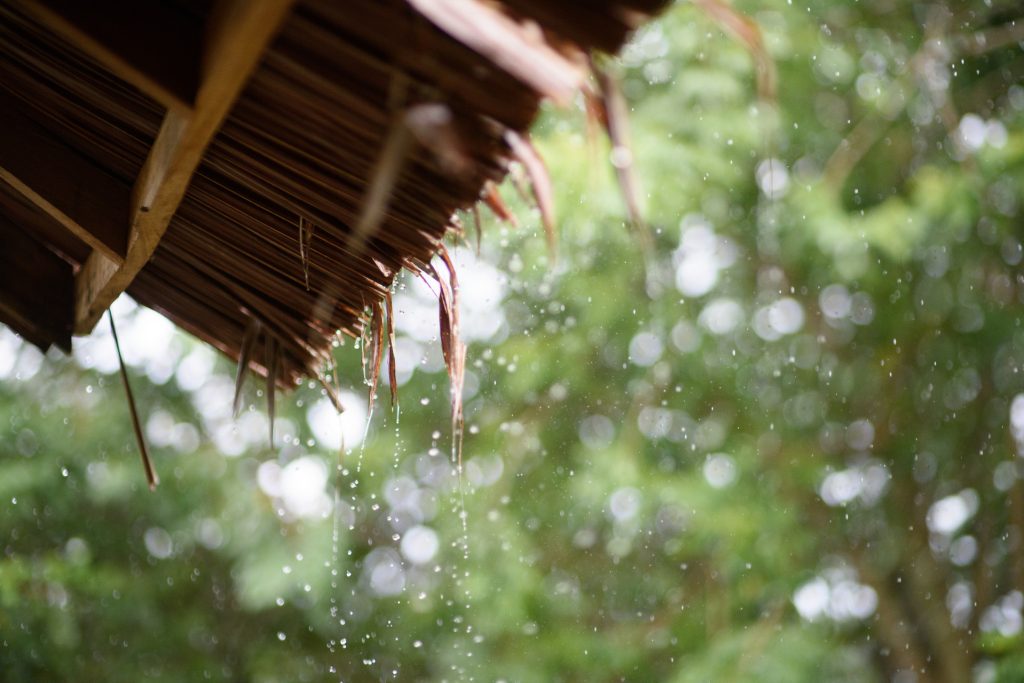 Heavy rain falling down onto grass roof, with rainforest in the background