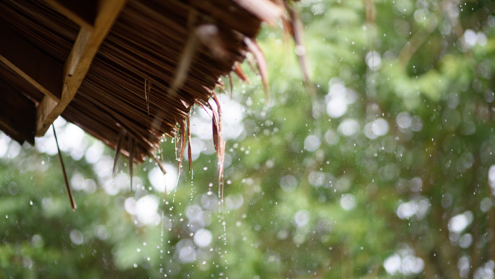 Heavy rain falling down onto grass roof with rainforest in the background