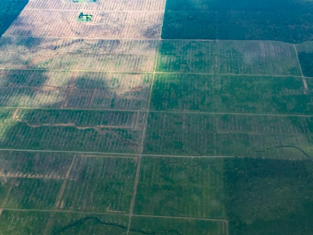 Arial image of palm oil plantations,