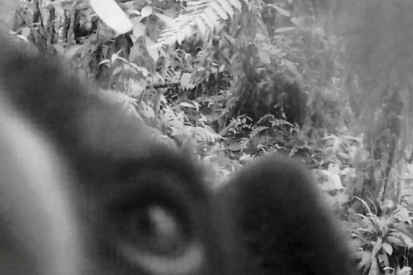 Black and white camera trap close up image close up image of a nose, eye and ear belonging to a bear. The forest floor can be seen in the background.