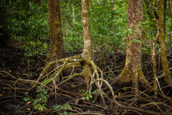 Exposed web mangrove forest roots at low tide.