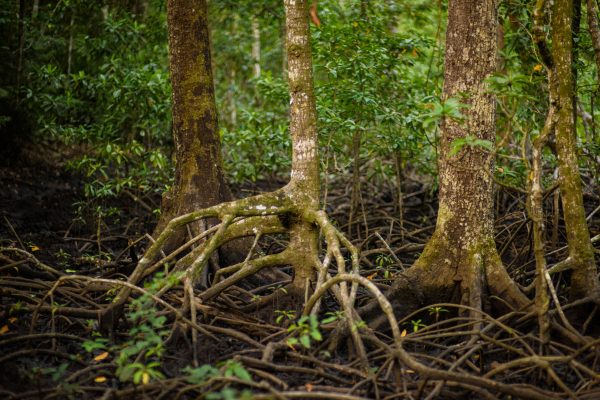 Exposed web mangrove forest roots at low tide.