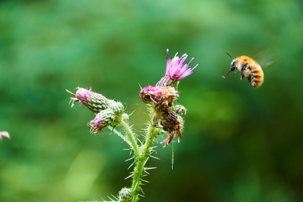 Bee flying up to a purple flower