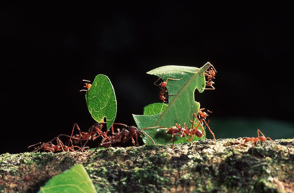 Leaf cutter ants carrying cut leaves across a tree log