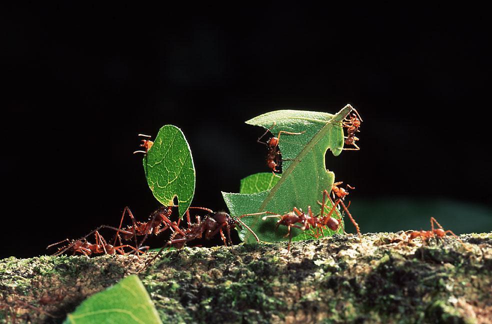 Tropical Rainforest Insects
