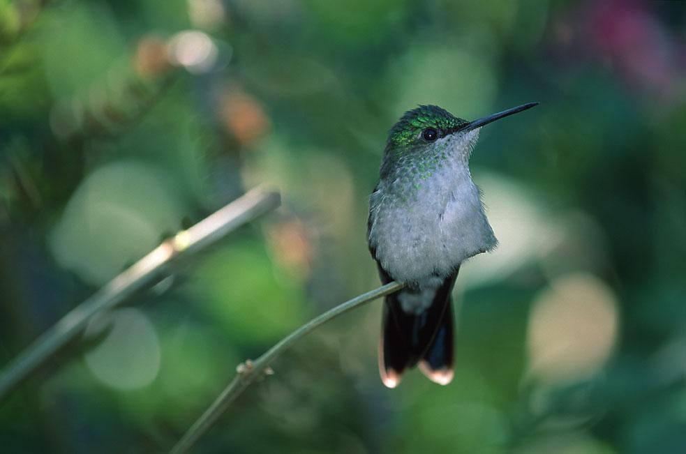 Hummingbird with green head feathersperched on small branch