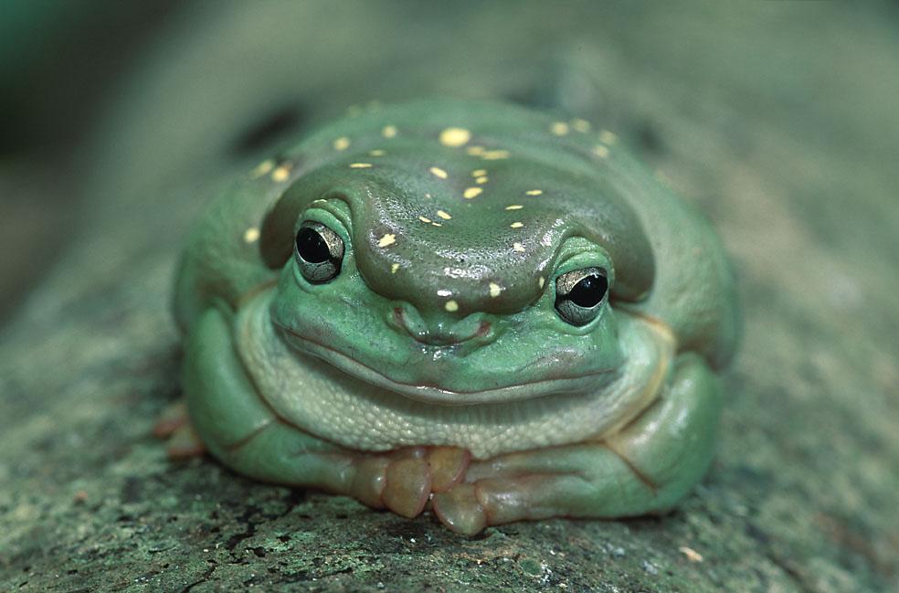 Green frog with small yellow spots scattered over head and back, sitting on a tree log looking at the camera.