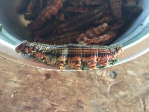 big brown and yellow caterpillar with dark brown horizontal stripes