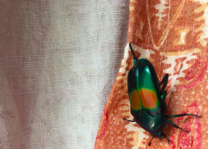 Beautiful green iridescent beetle with two large orange circle ringed with light green markings on its wings.