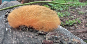 Large bright orange very hairy caterpillar