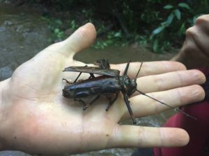 black long-horned beetle sits on a human hand. the beetle is black with brown wavy markings and long thin horns that protrude from its head
