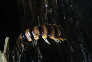 Millipede with alternate black and brown banding