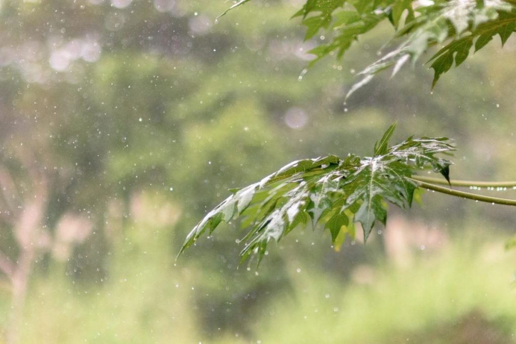 Raindrops fall onto a leaf