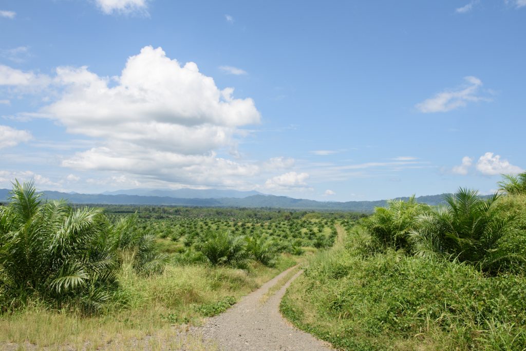 A palm oil plantation in Papua New Guinea, African oil palms, stand in regimented lines, with a dirt track running though the middle, a blue sky hangs overhead and mountains can be seen in the distance.