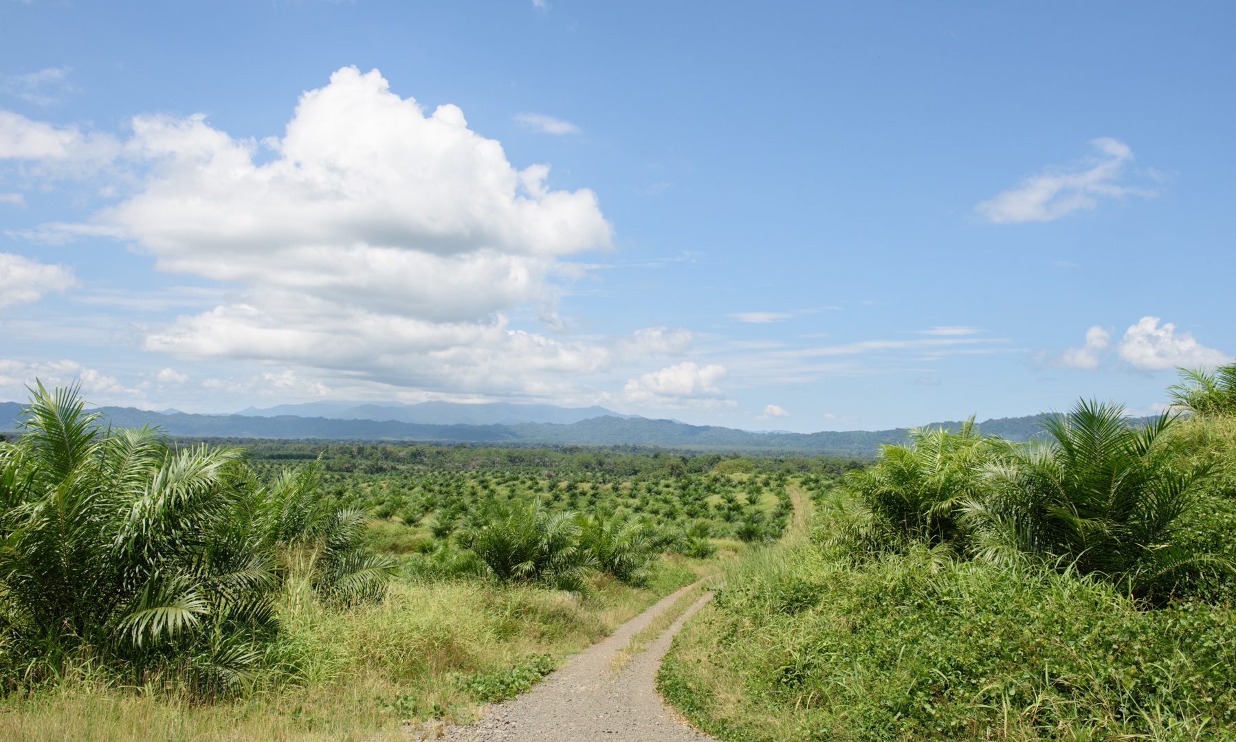 A palm oil plantation in Papua New Guinea, African oil palms, stand in regimented lines, with a dirt track running though the middle, a blue sky hangs overhead and mountains can be seen in the distance.