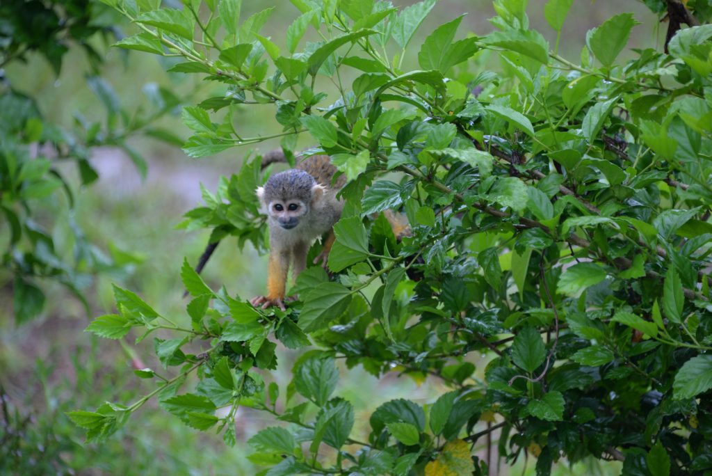 A small squirrel monkey, with yellow legs , a grey body and white eye mask markings balances in a tree.