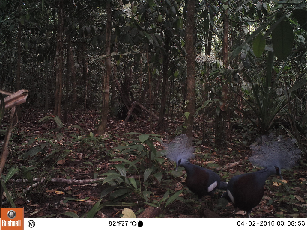 Camera trap image of two crowned pigeons, they have dark blue body feathers, with fantastic grey feathers protruding from the head and dark mask feathers around the eyes