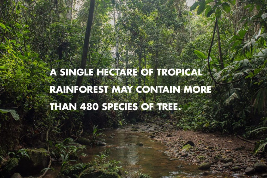 A single hectare of tropical rainforest may contain more than 480 species of tree.
