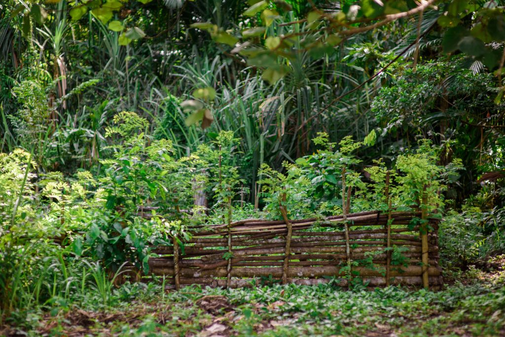 Food garden in Gadaisu village, Papua New Guinea. dense green foliage with small wooden fence in the middle.