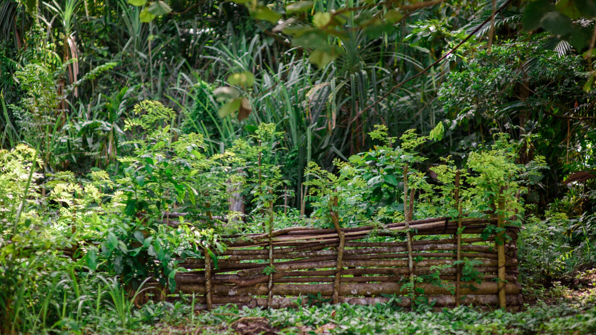 Food garden in Gadaisu village, Papua New Guinea. dense green foliage with small wooden fence in the middle.