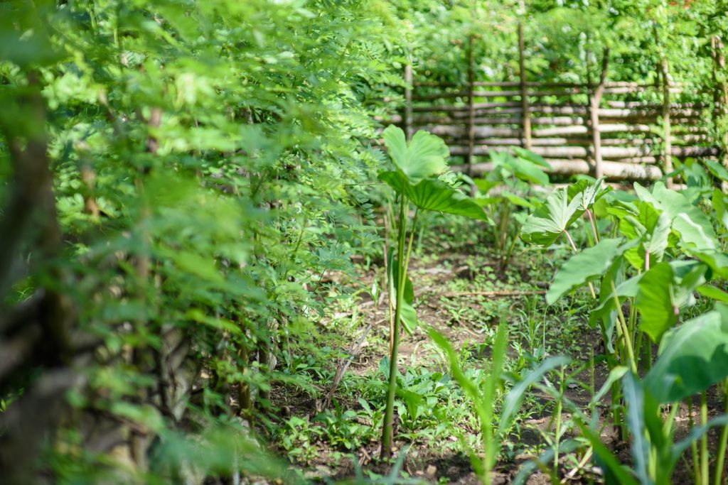 Food Garden in Gadaisu Villiage, PNG. A plant shoot is in focus , behind is dense green foliage and a wooden fence in the background.