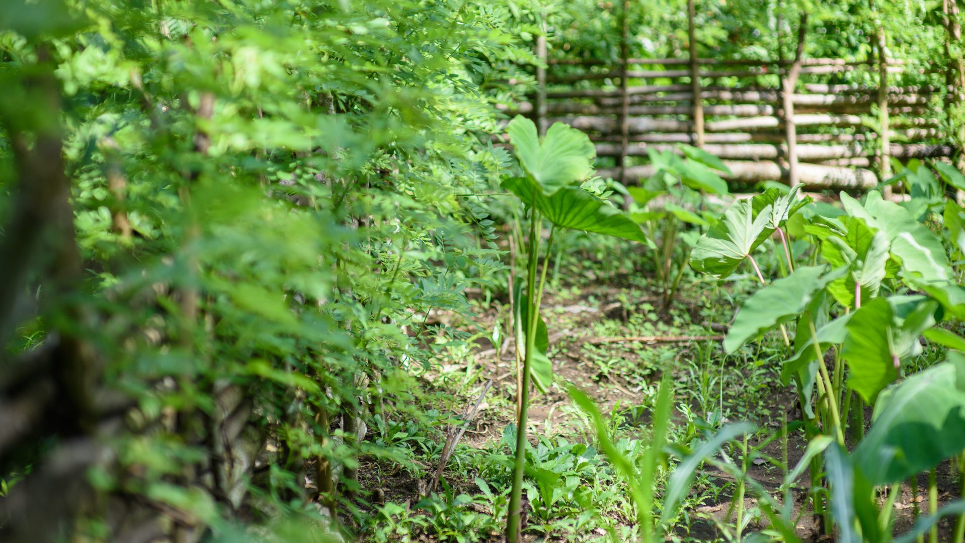 Food Garden in Gadaisu Villiage, PNG. A plant shoot is in focus , behind is dense green foliage and a wooden fence in the background.