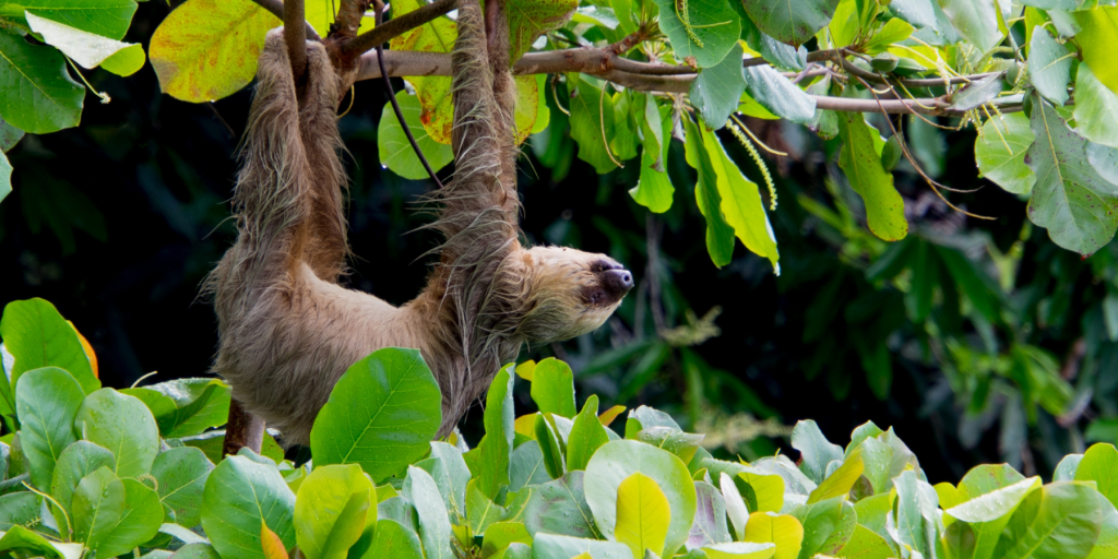 a sloth hangs from a branch surrounded by leafy green rainforest
