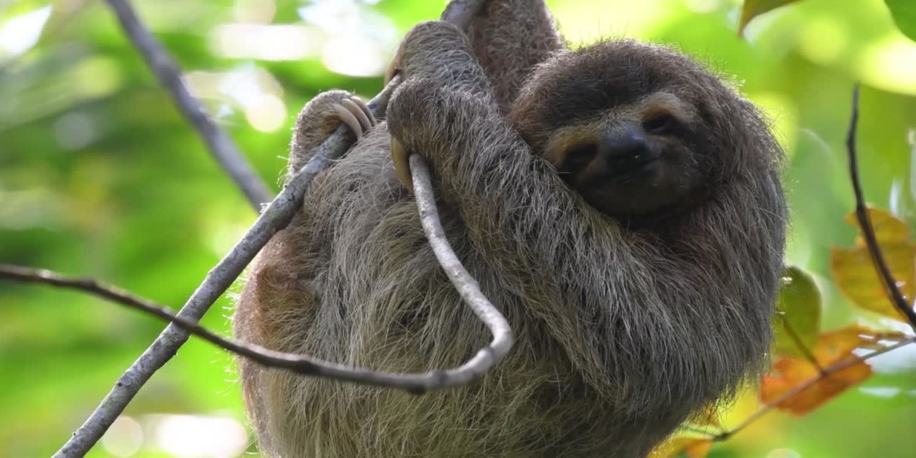 A sleepy 3 toed sloth hangs onto a branch as they sleep.