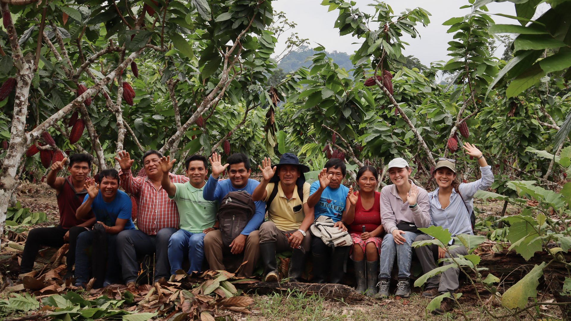 The cool earth team and local cacao promoters smiling and waving whilst sat on a log surrounded by Cacao trees.