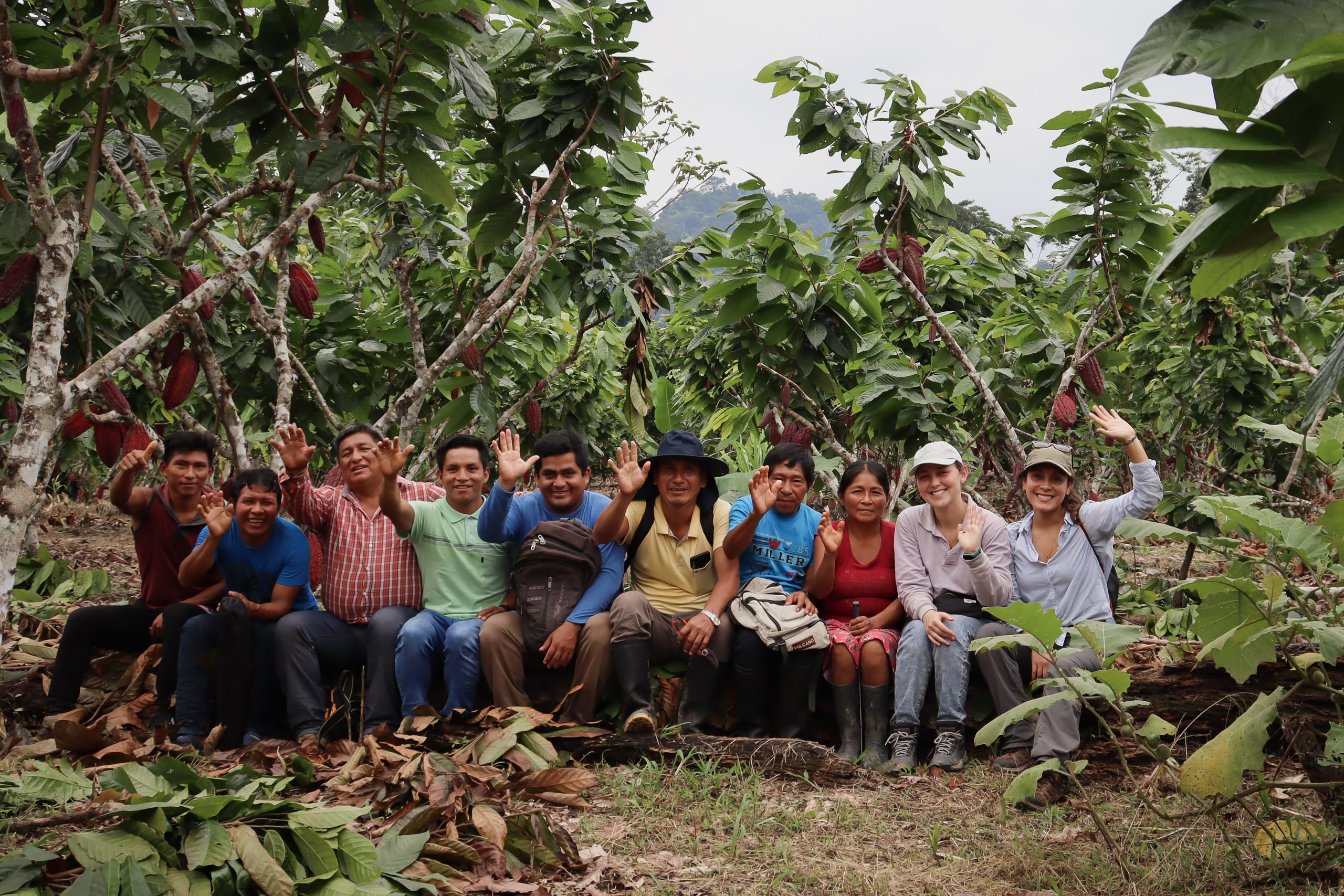 The cool earth team and local cacao promoters smiling and waving whilst sat on a log surrounded by Cacao trees.