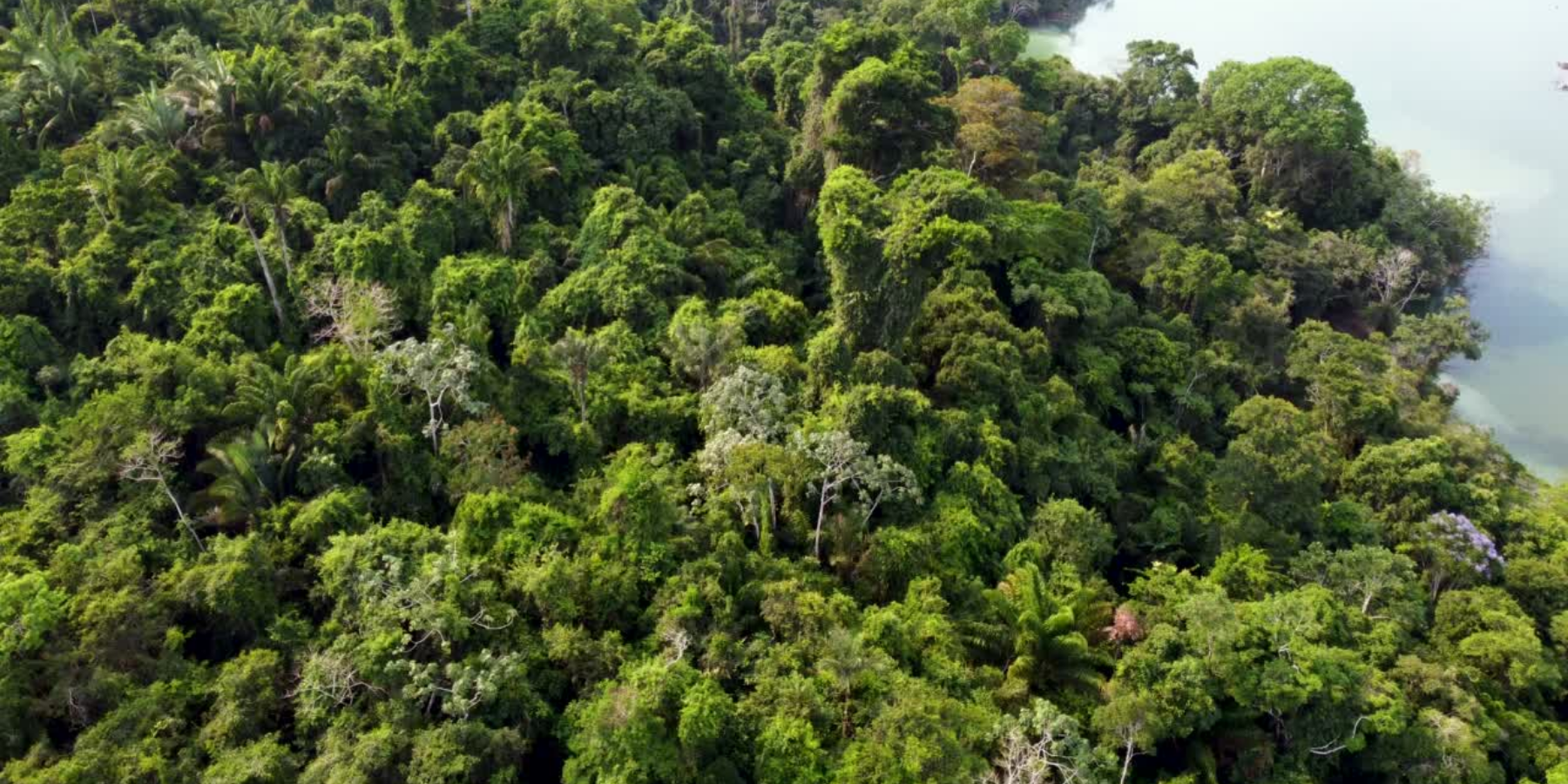 An aerial shot of the green rainforest canopy
