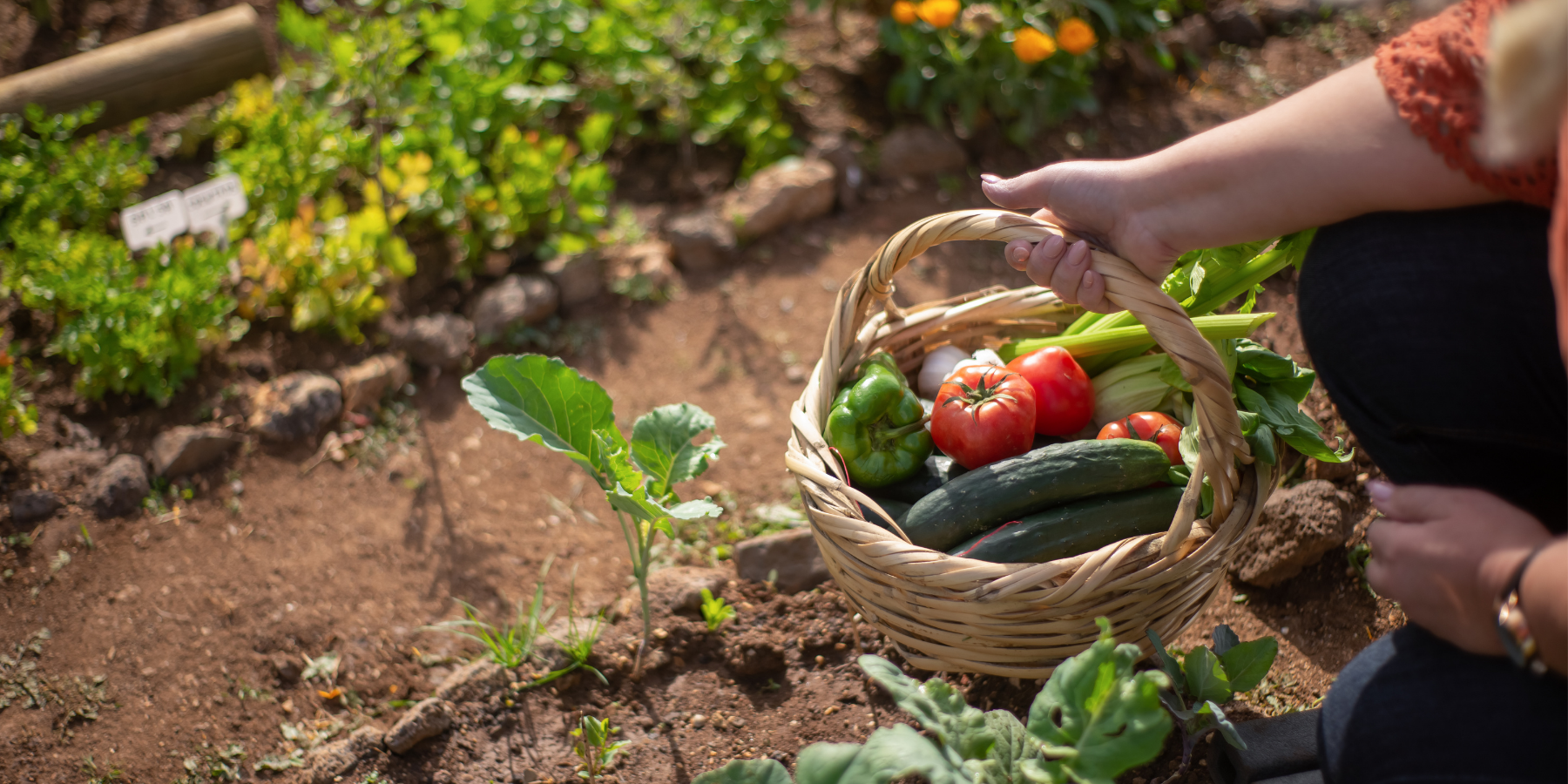 A arm holds a wicker basket filled with freshly picked red peppers, courgettes, and leafy greens over a vegetable garden.
