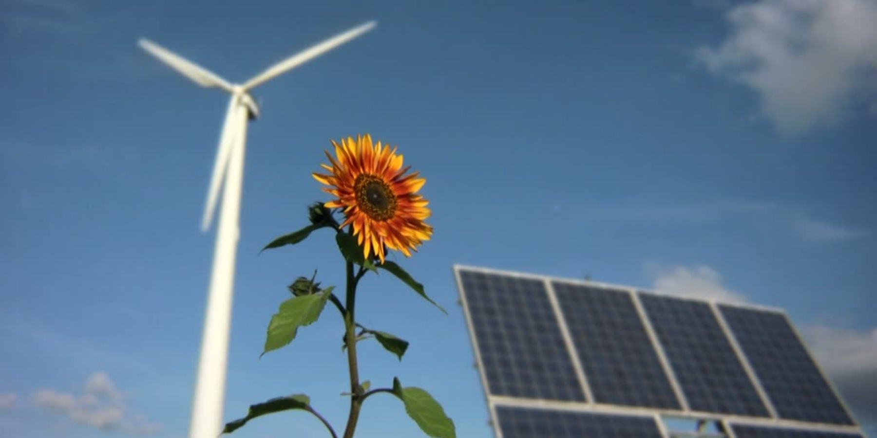 A wind turbine, sunflower and solar panel are in front of a blue sky.