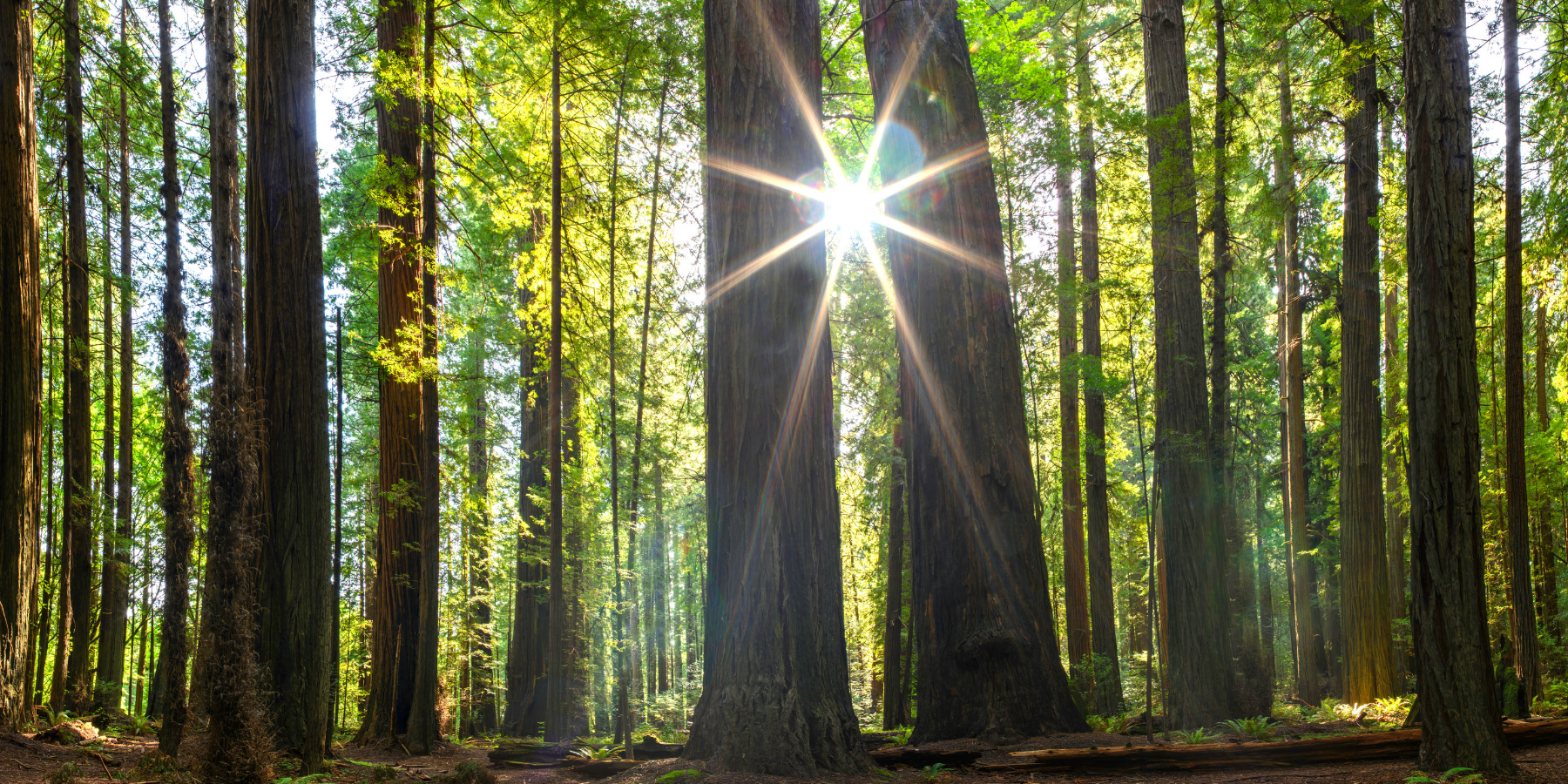 The sun shines through the middles of two tree trunks within a forest of old-growth US forest.